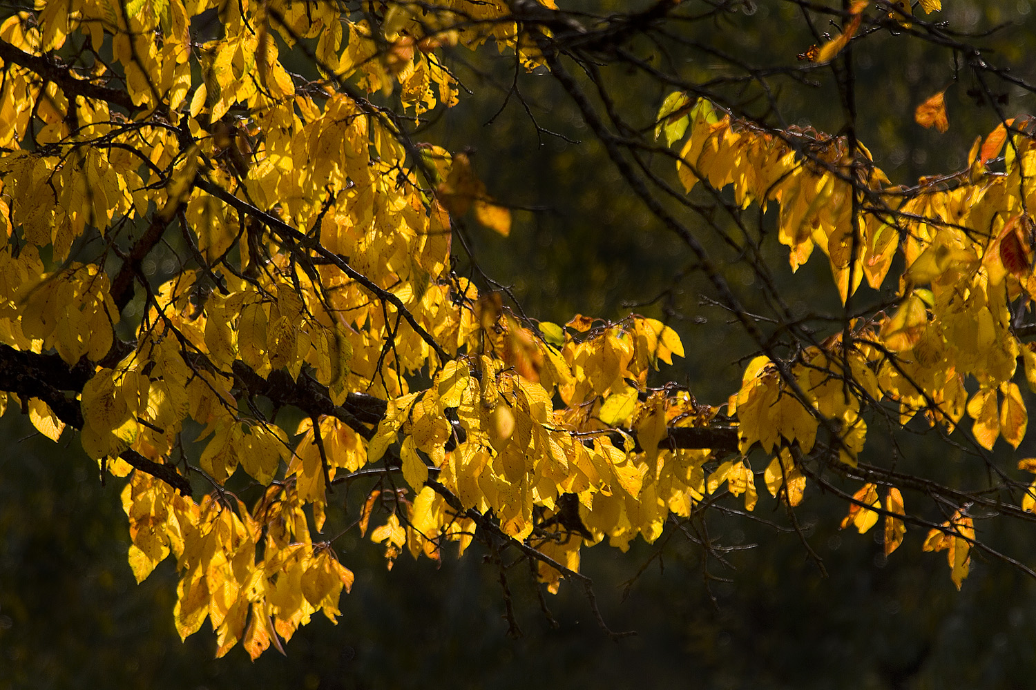 Golden Light