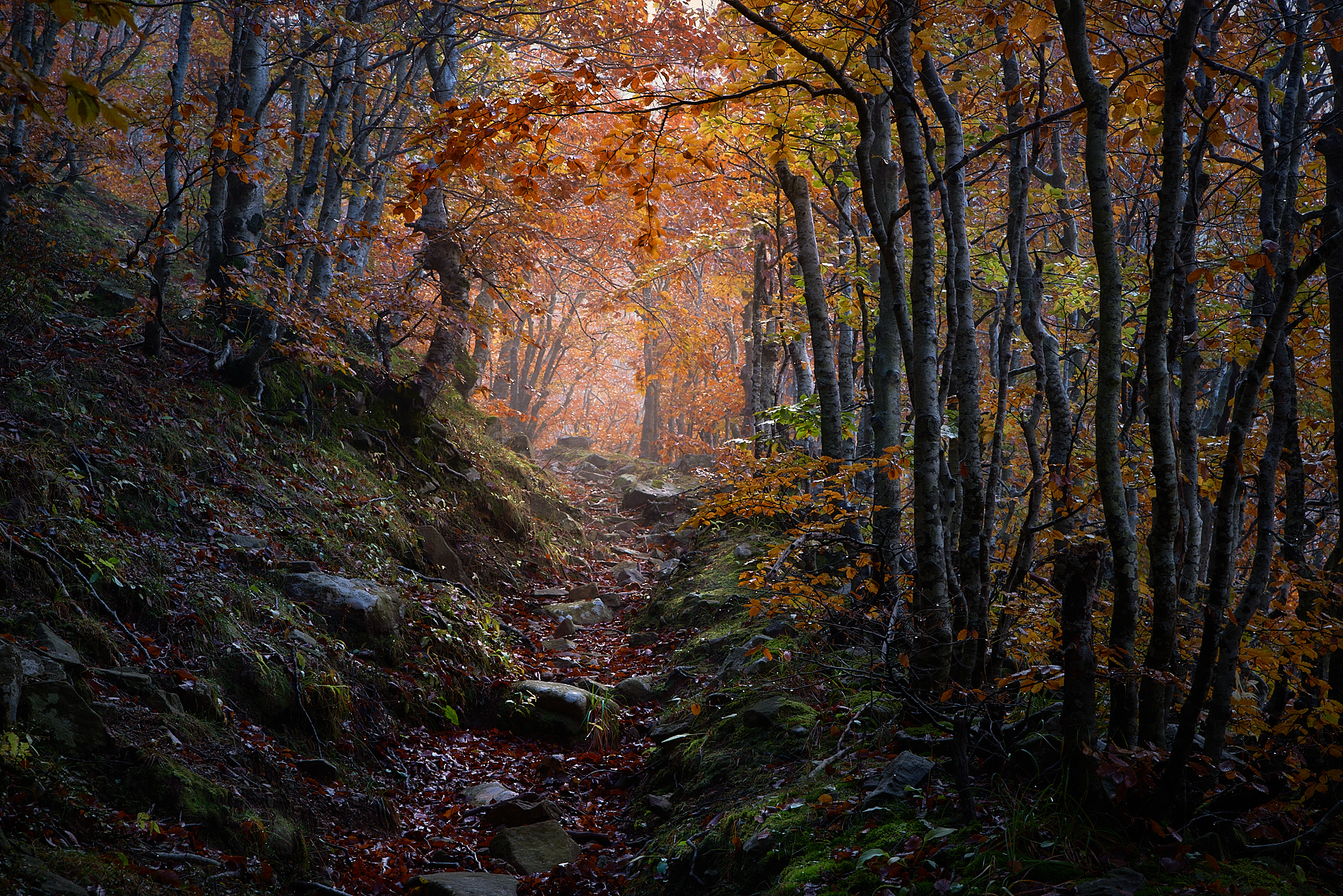 Herbstlicher Pfad