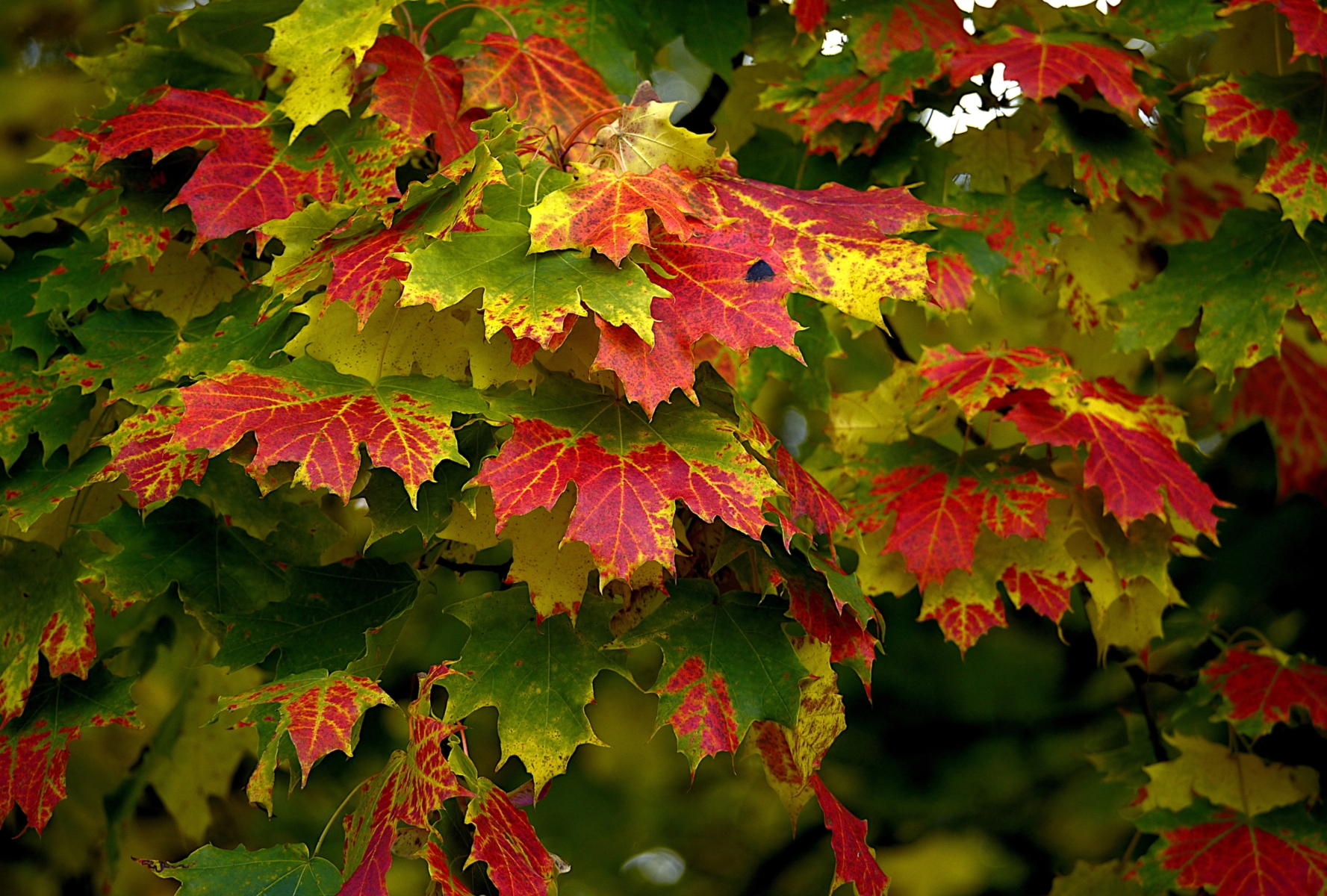 Herbstbemalung