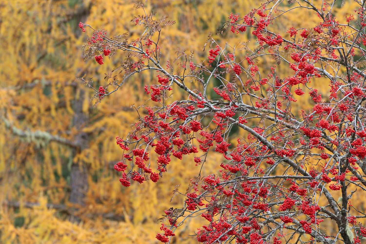 Rot vor Gelb