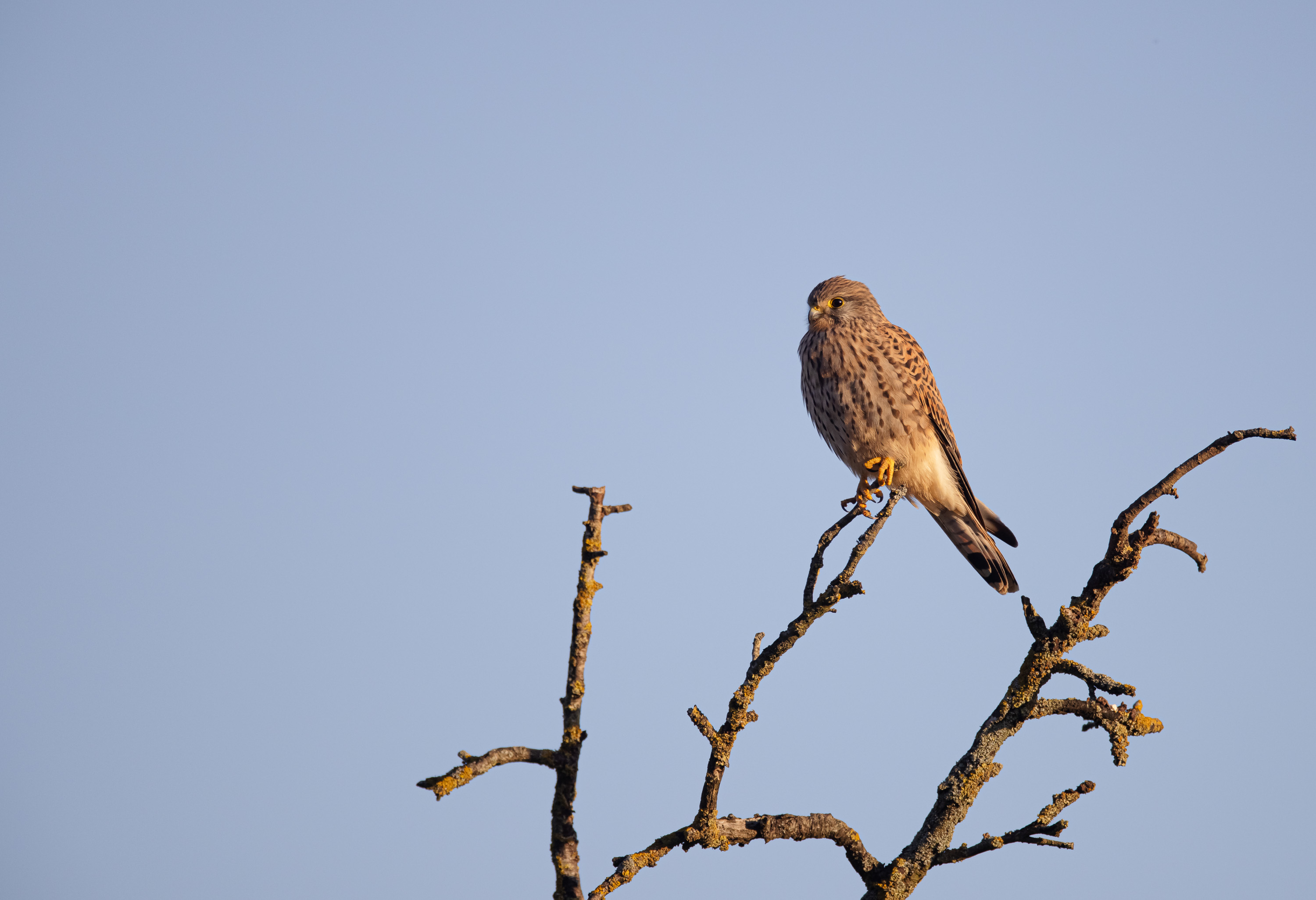 Turmfalke