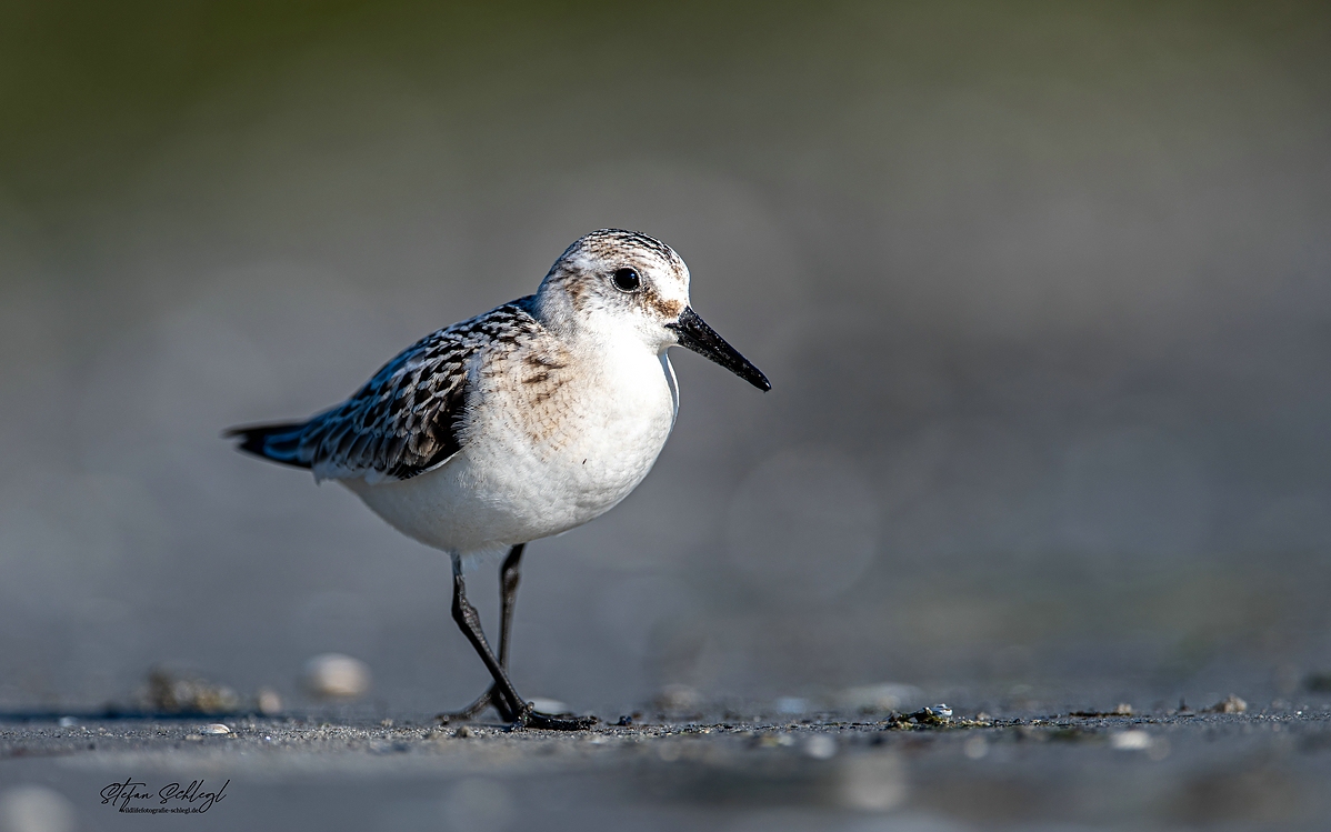 Der Sanderling