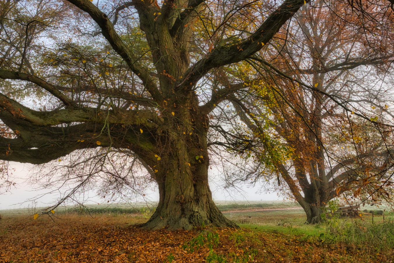 Das Ende vom Herbst