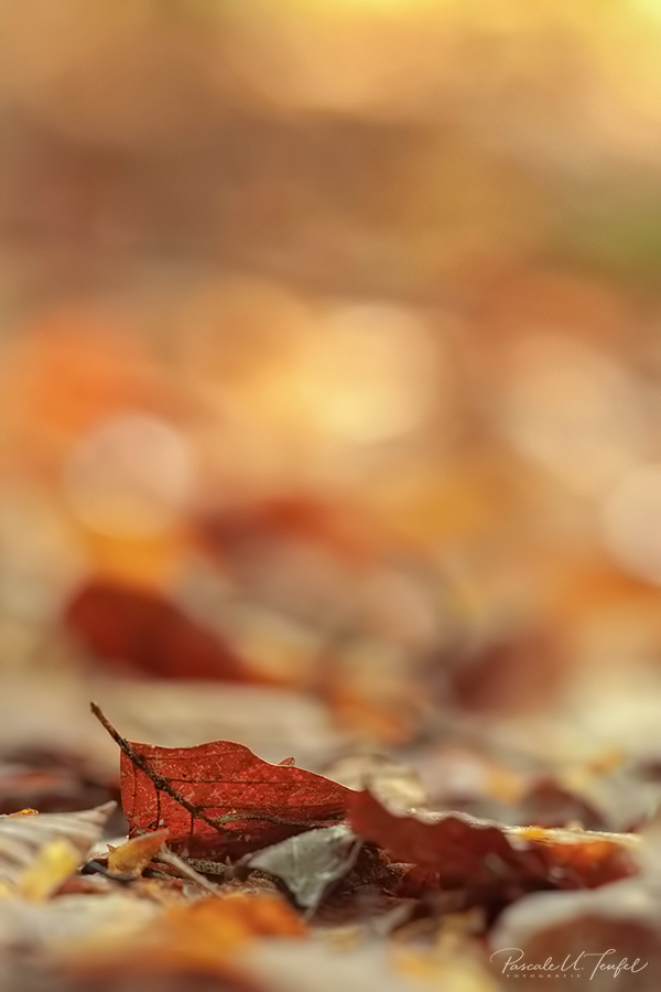 Die Blätter fallen ...