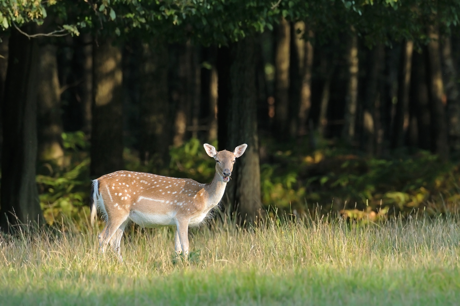 Schönheit am Waldesrand