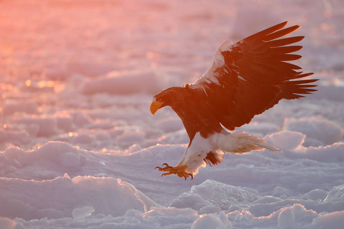 Riesenseeadler
