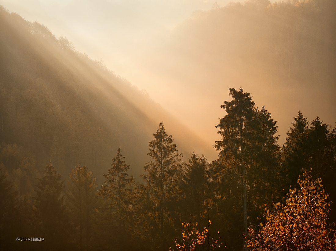 Licht im Wald