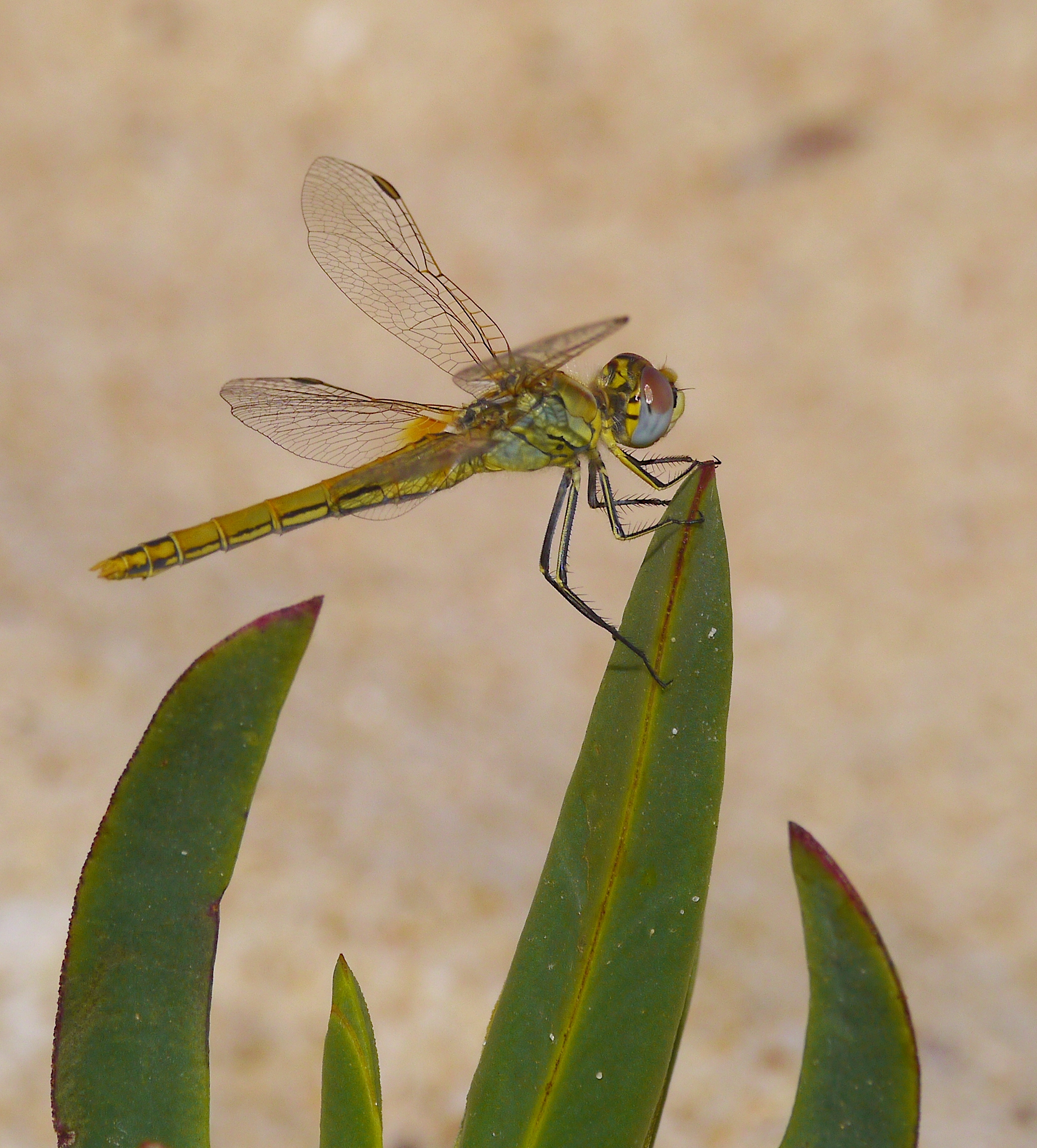 "Algarven - Libelle"