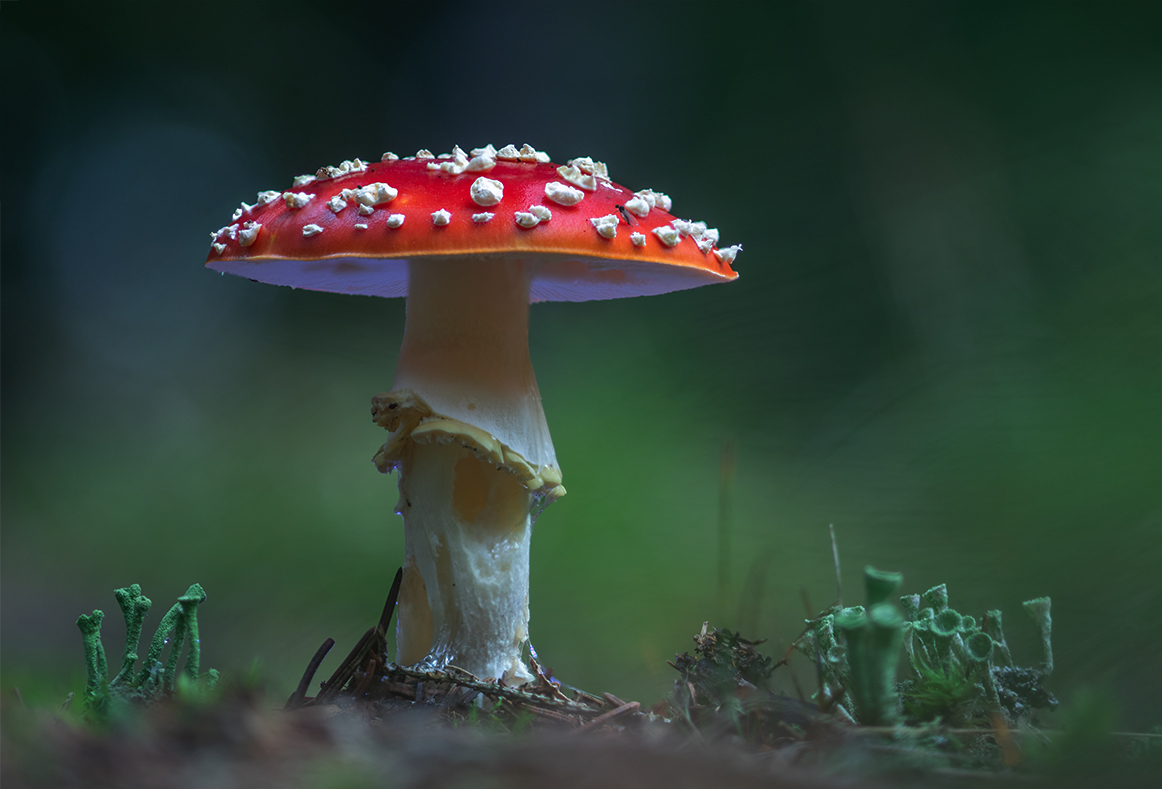 Amanita muscaria