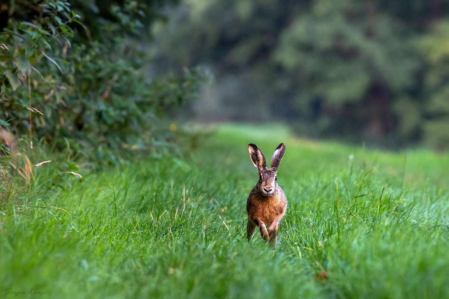 Hase ... unterm Apfelbaum