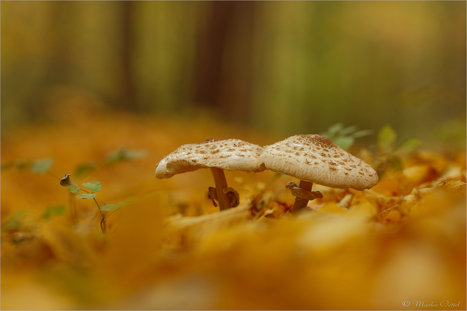 Riesenschirmlinge (Macrolepiota)
