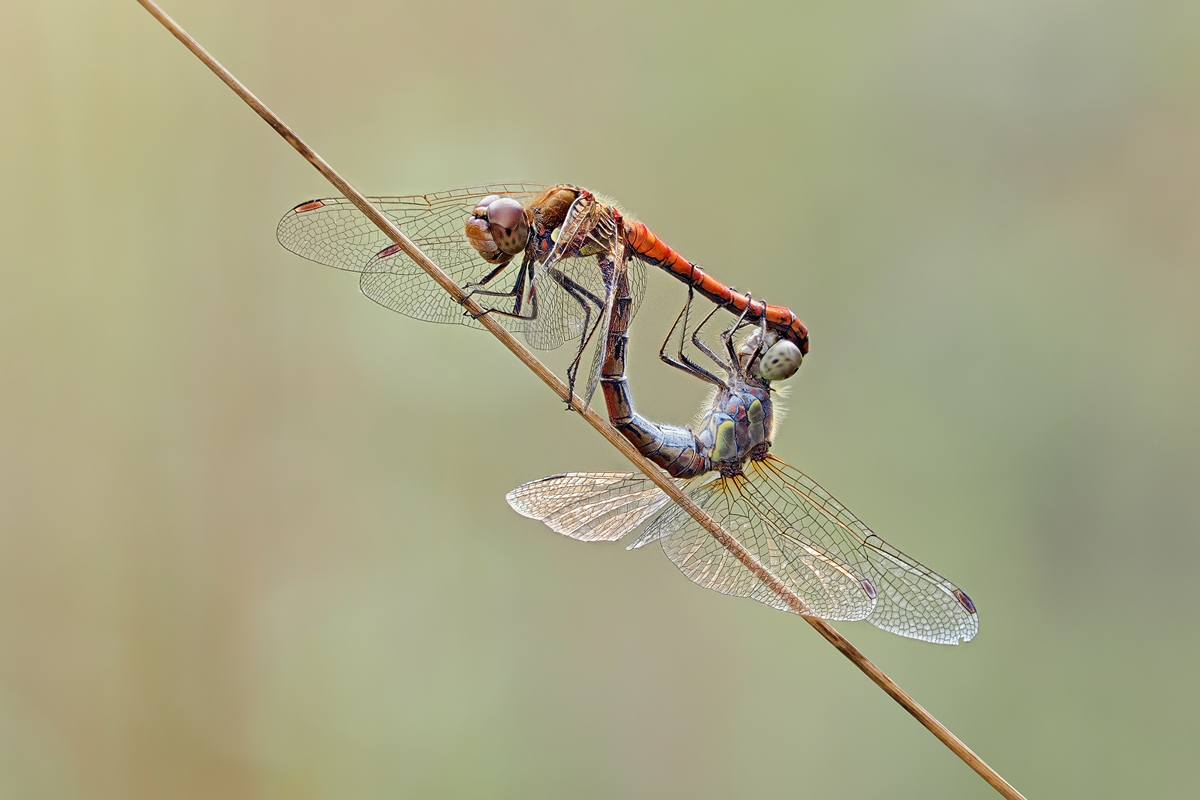 Heidis fliegen immer noch,