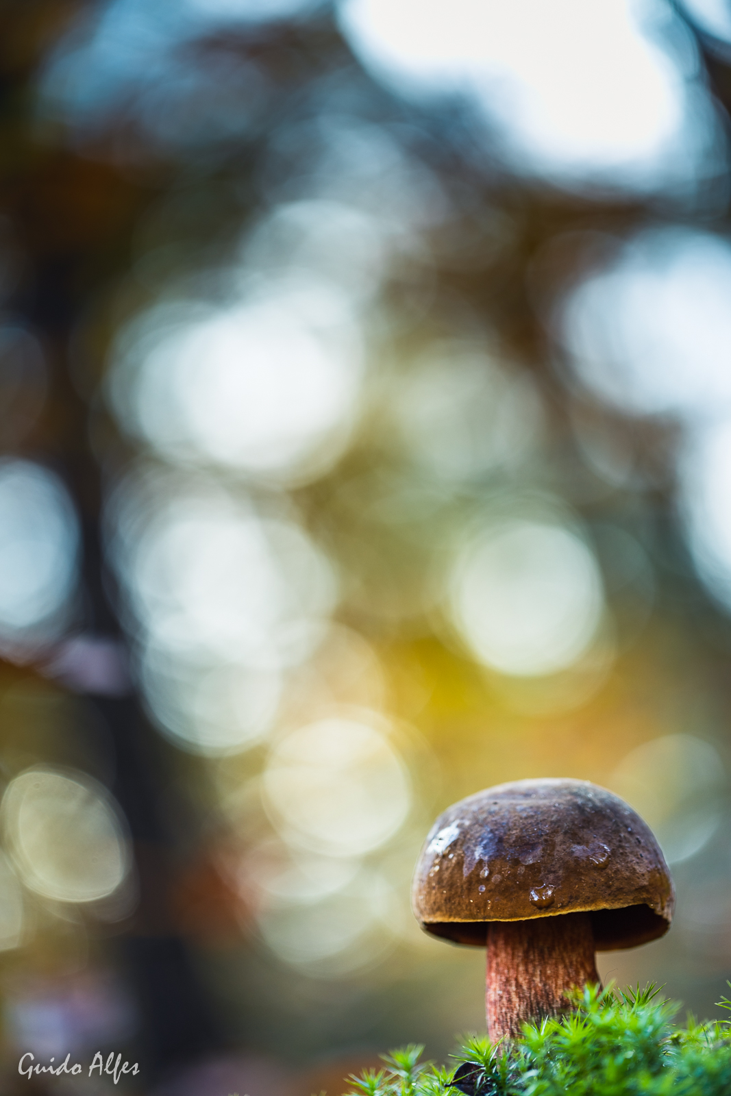 Novemberpilz