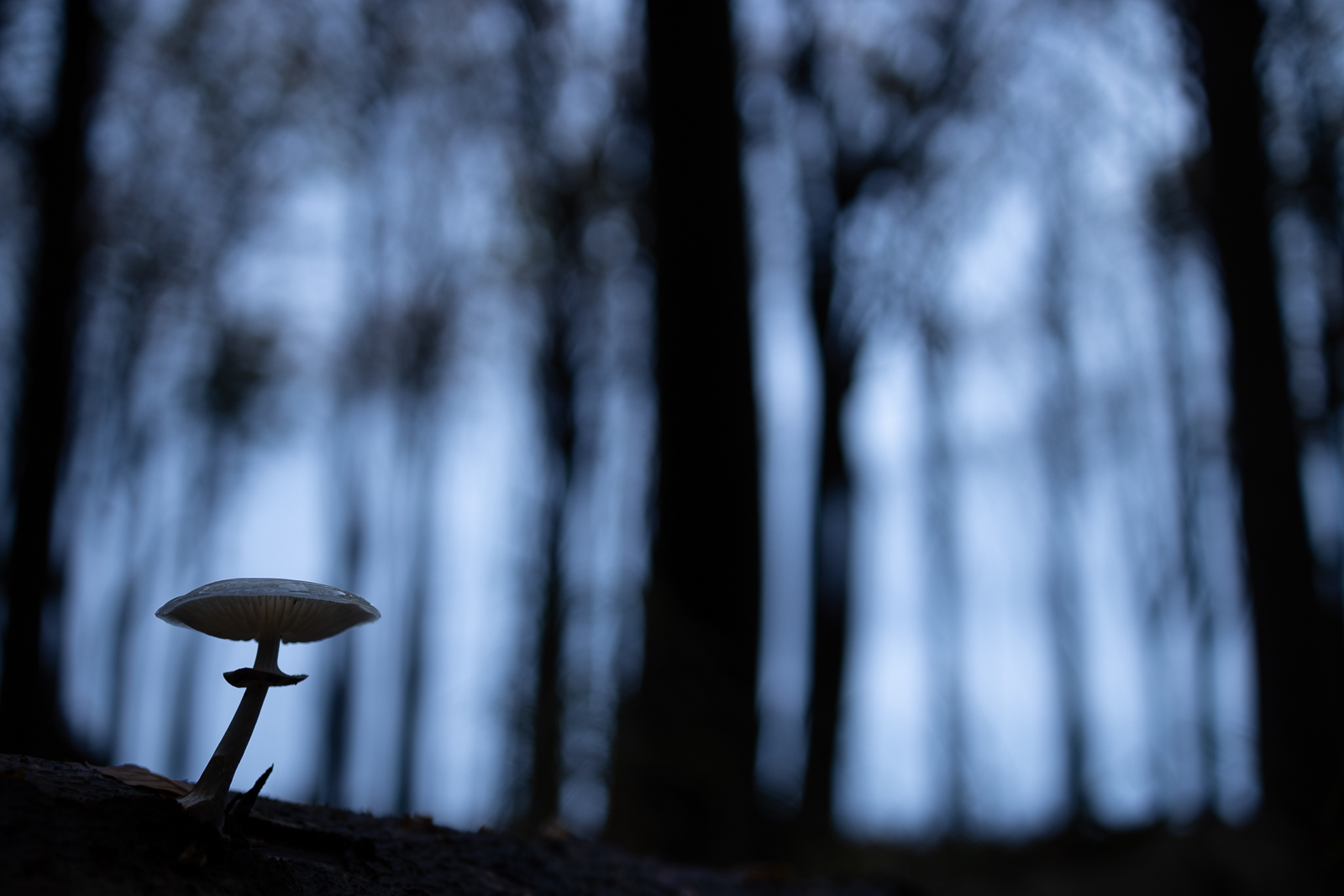 Herbst im Küstenwald