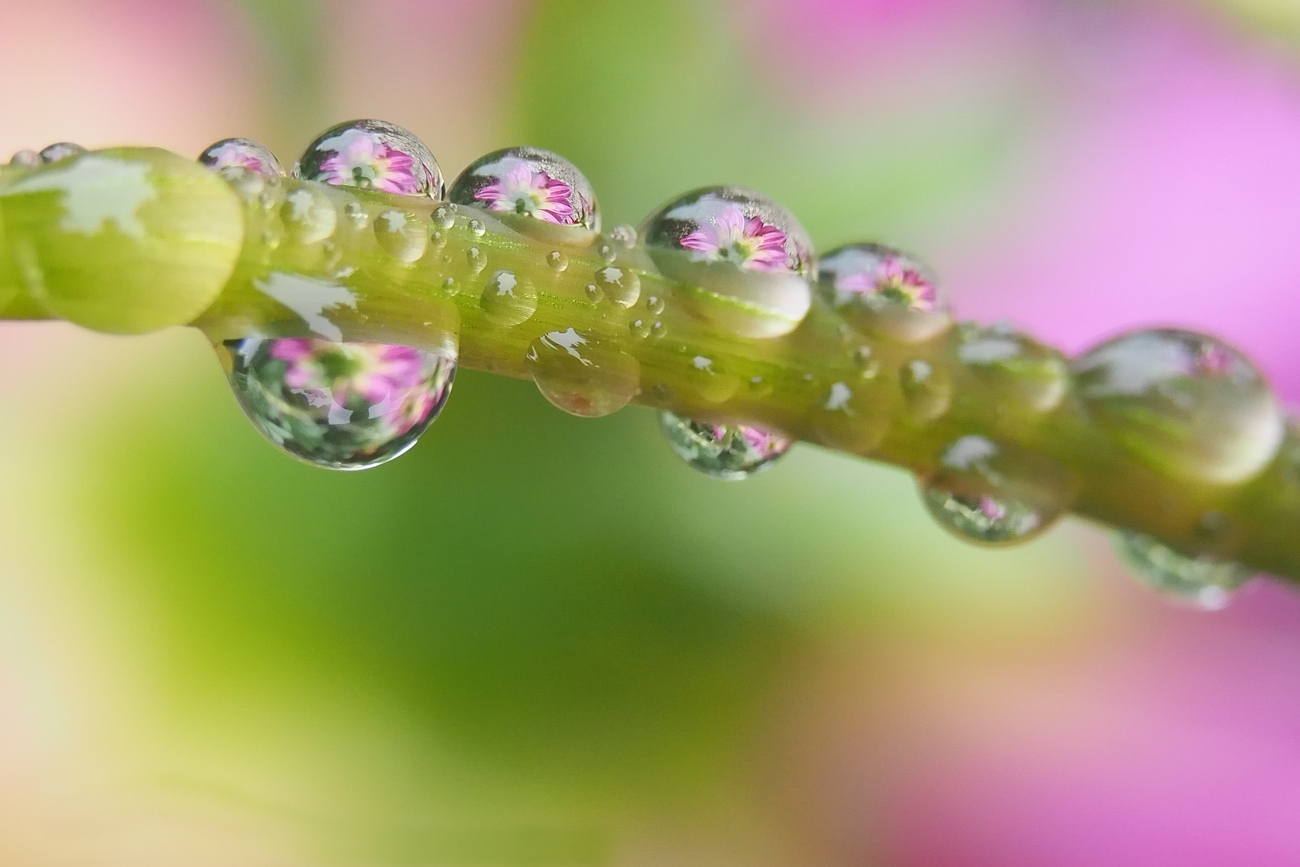 Blumen im Tropfen