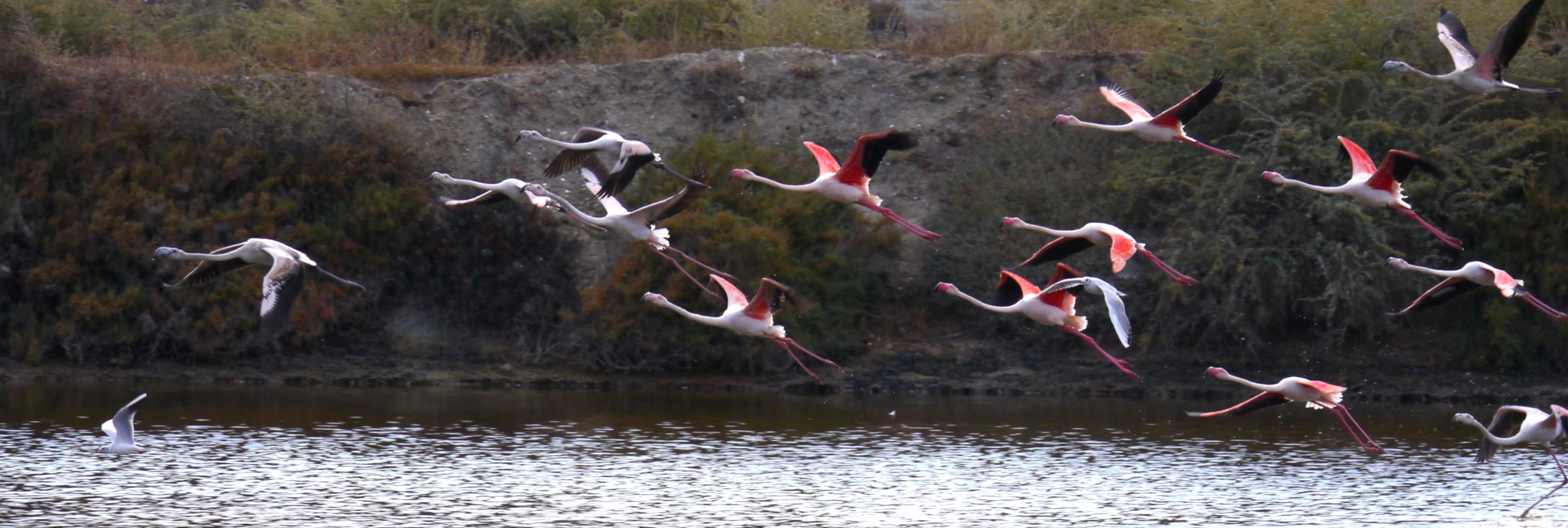 Zwei Möwen und mehrere Flamingo - Familien