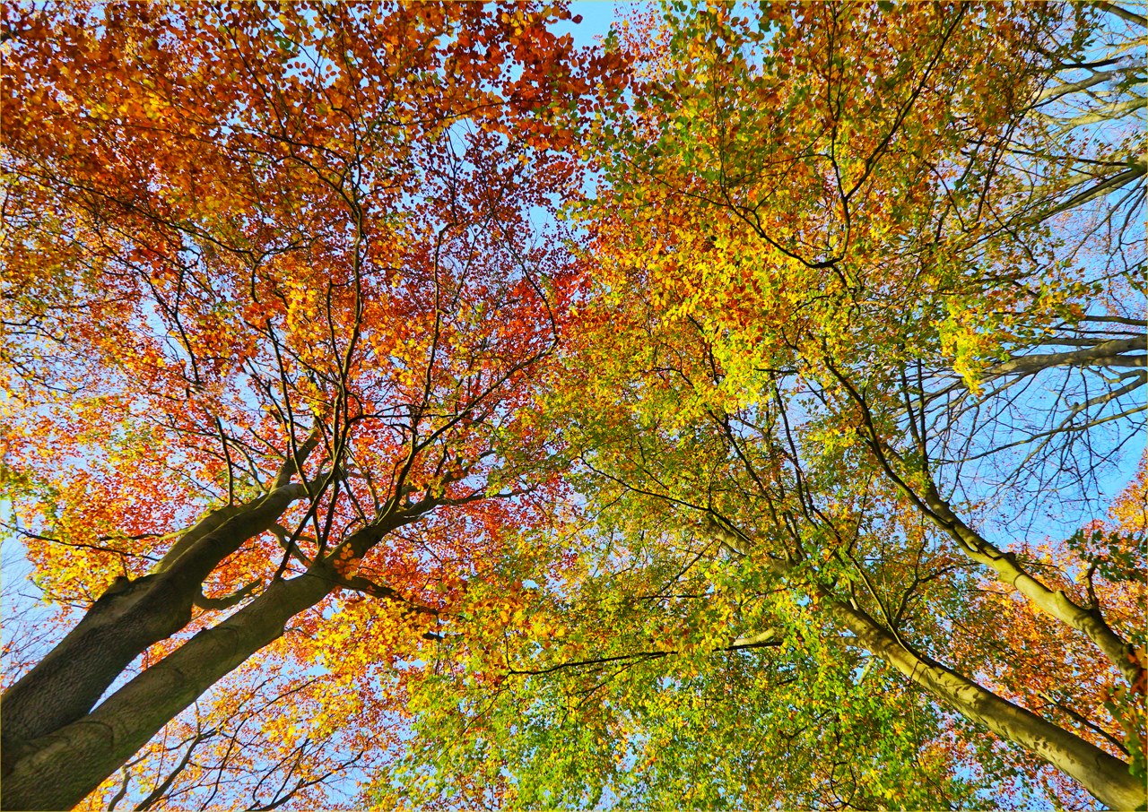 Gegen die Novembertristesse