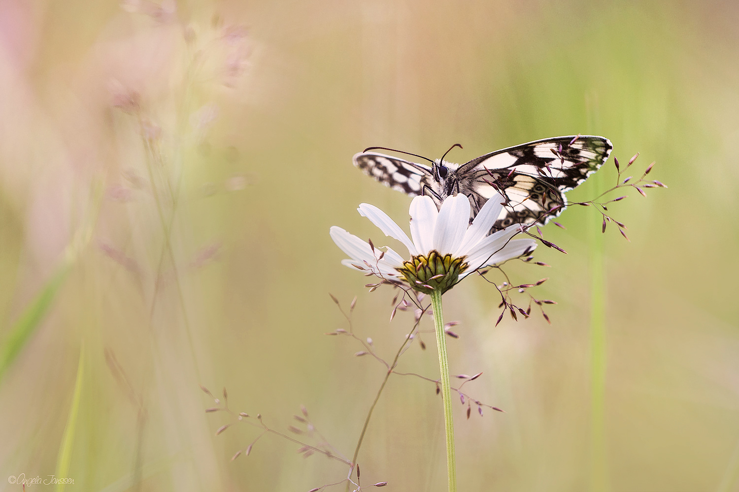 Erinnerung an den Sommer