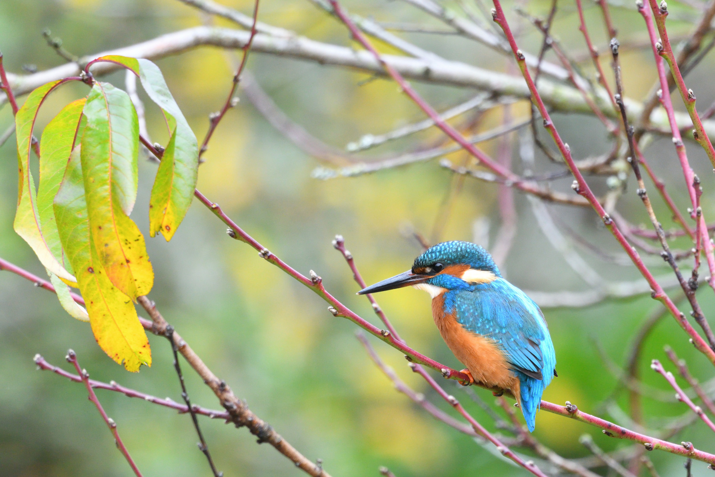 Eisvogel am eigenen Teich