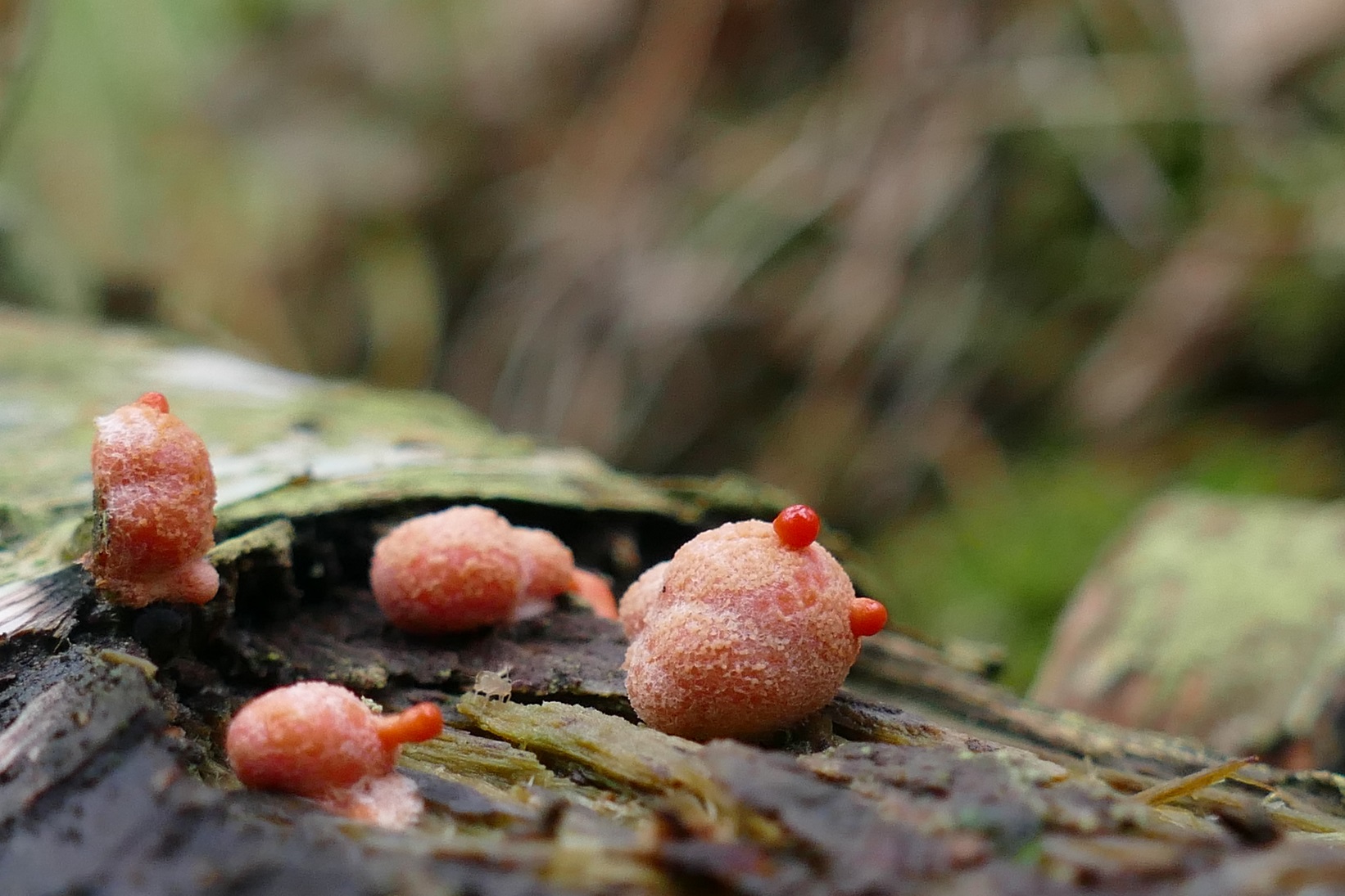 Schleimpilze (Forum für Naturfotografen)