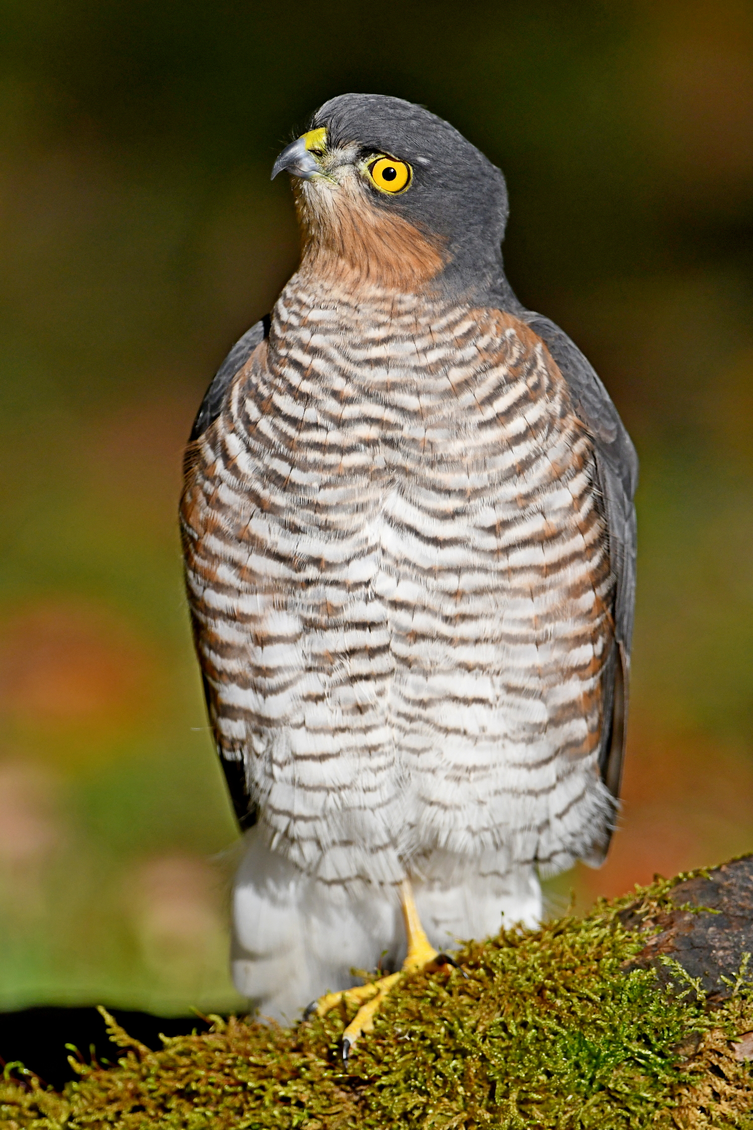 Sperber