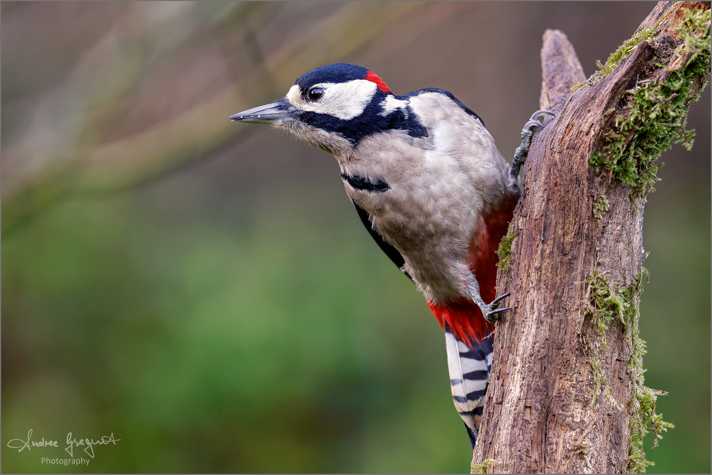 Woodpecker