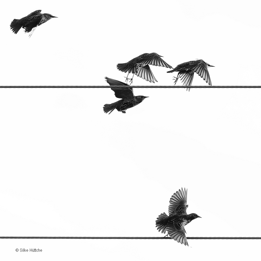 Der Abflug der Stare