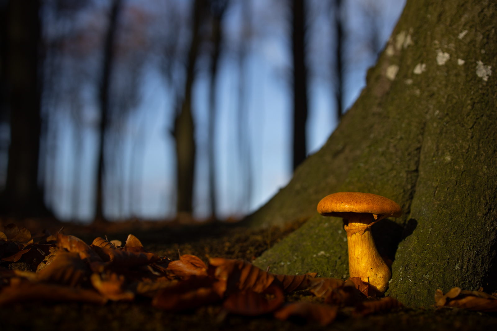 Goldener Herbst