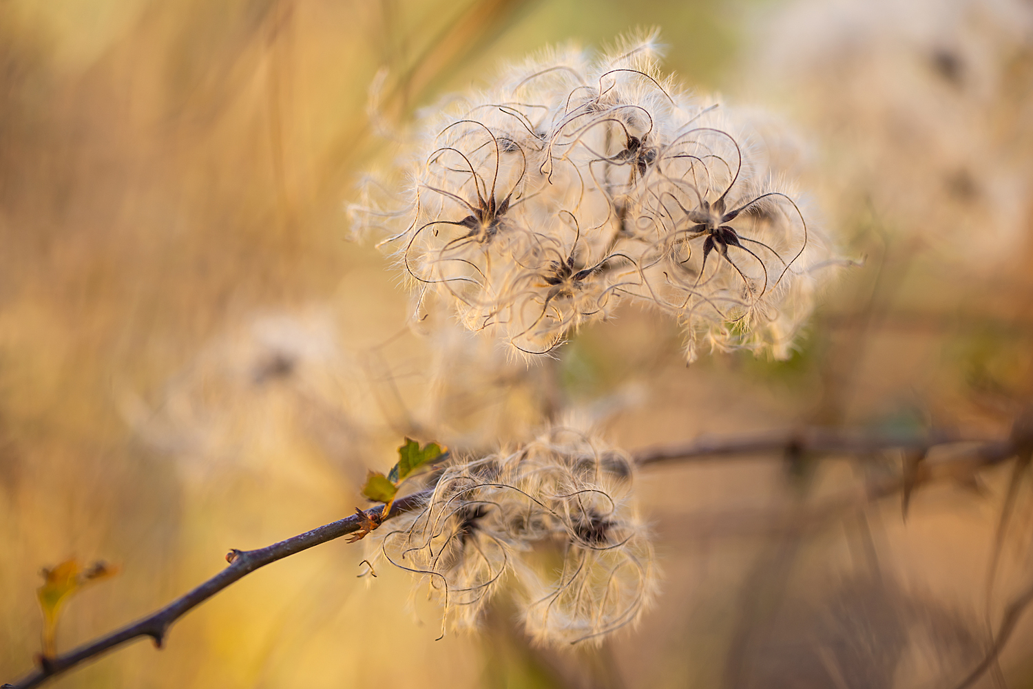 Clematis