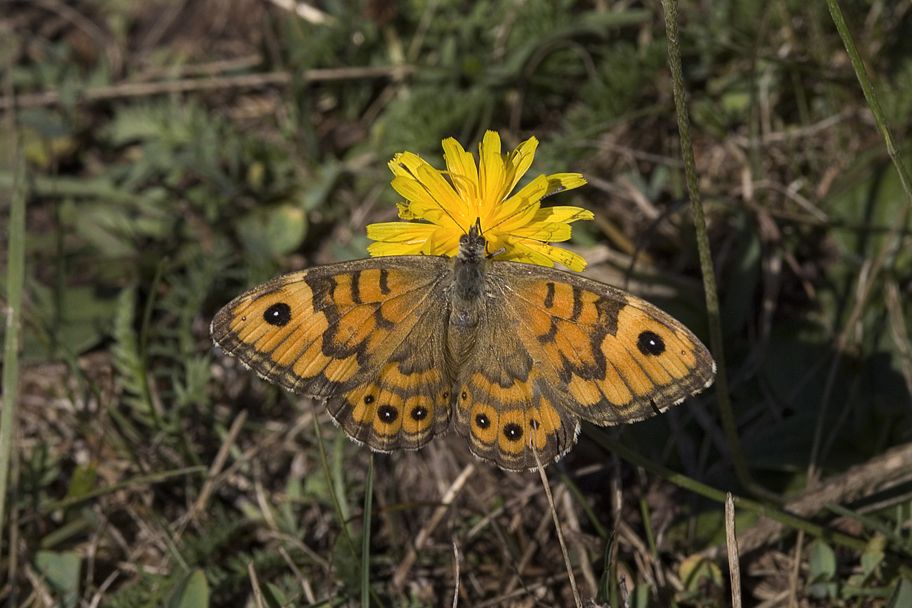 Mauerfuchs (Lasiommata megera)