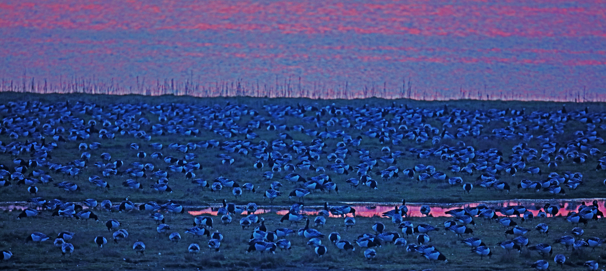 Nach Sonnenuntergang :Nonnengänse auf  Salzrasenwiese ...