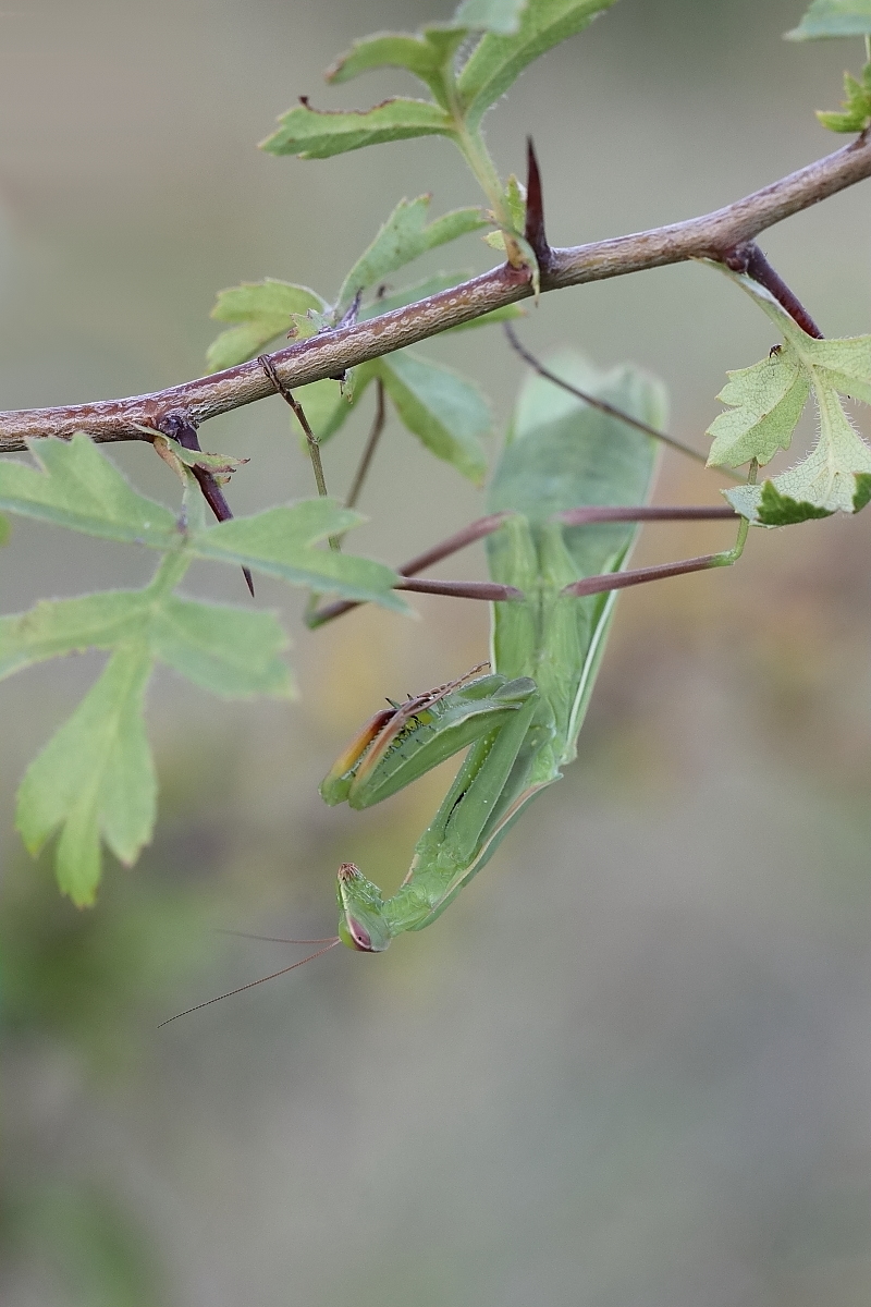 Eine Mantis