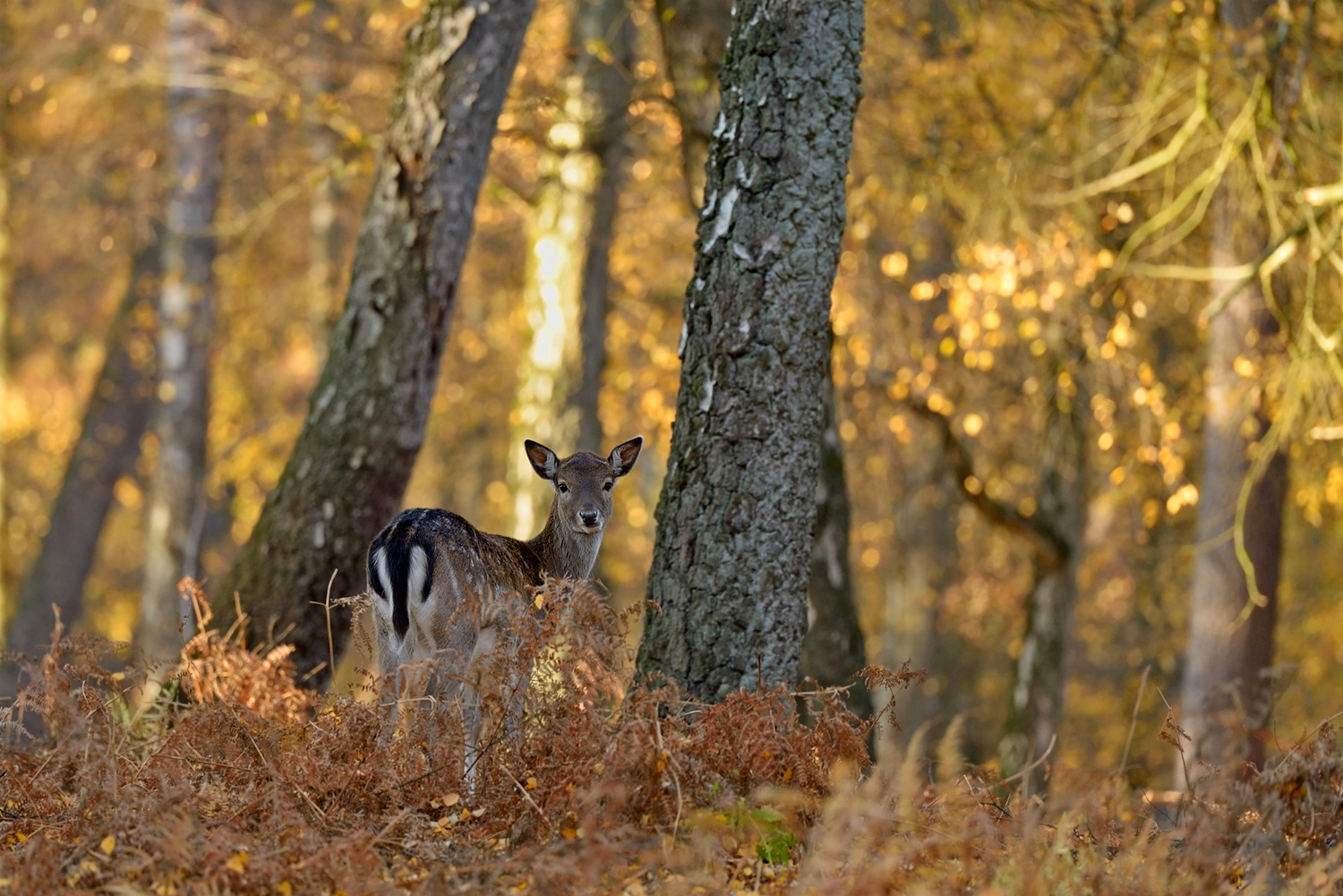 Herbstlich(t)