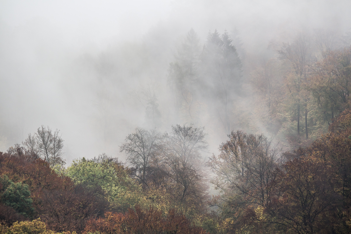 Nebel im Herbstwald