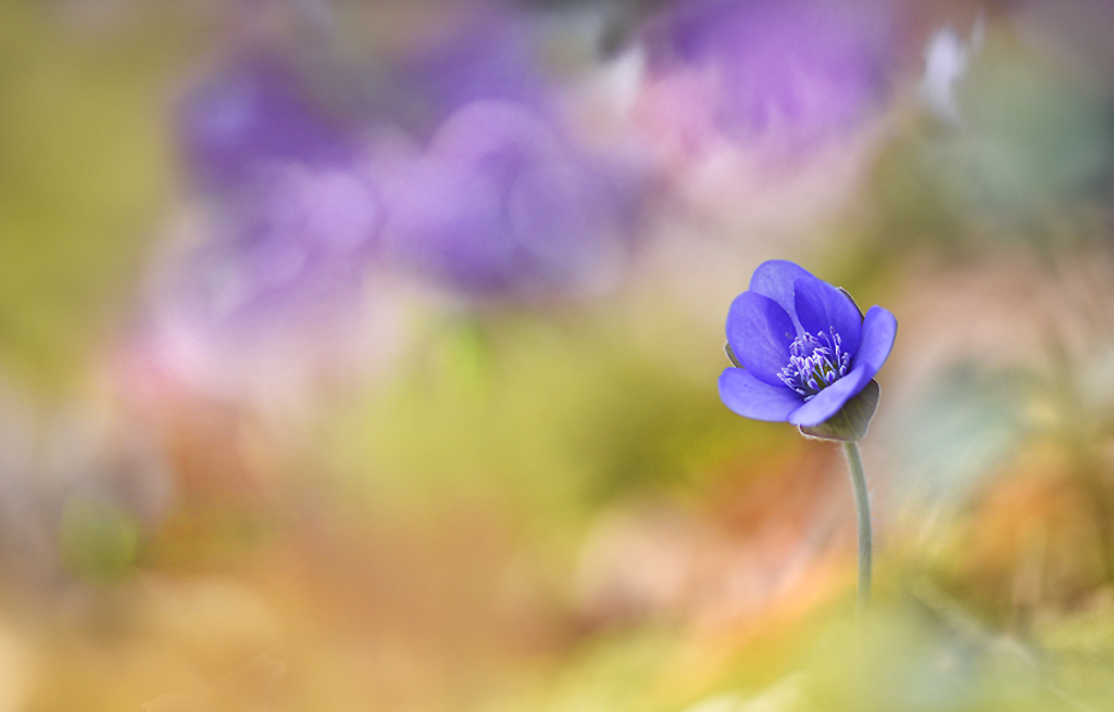 Hepatica nobilis...,