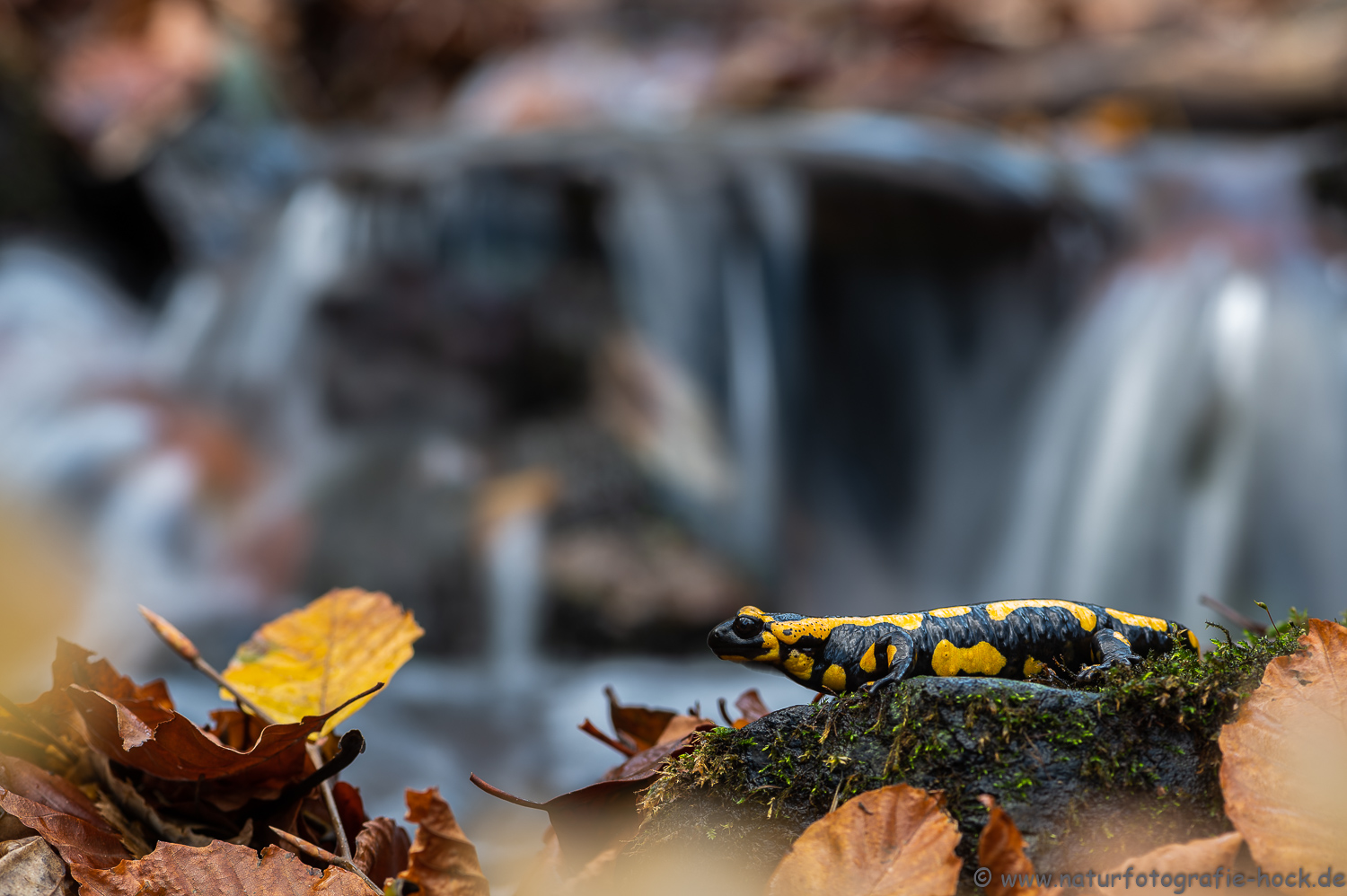 ~ Herbst-Feuersalamander ~