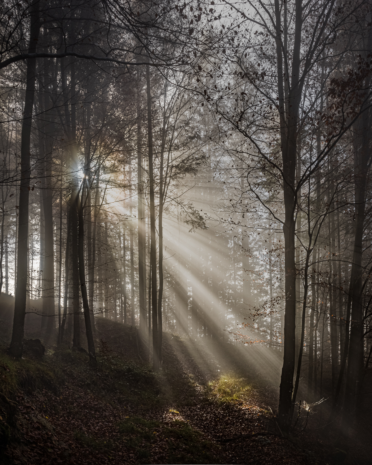 Spotlight