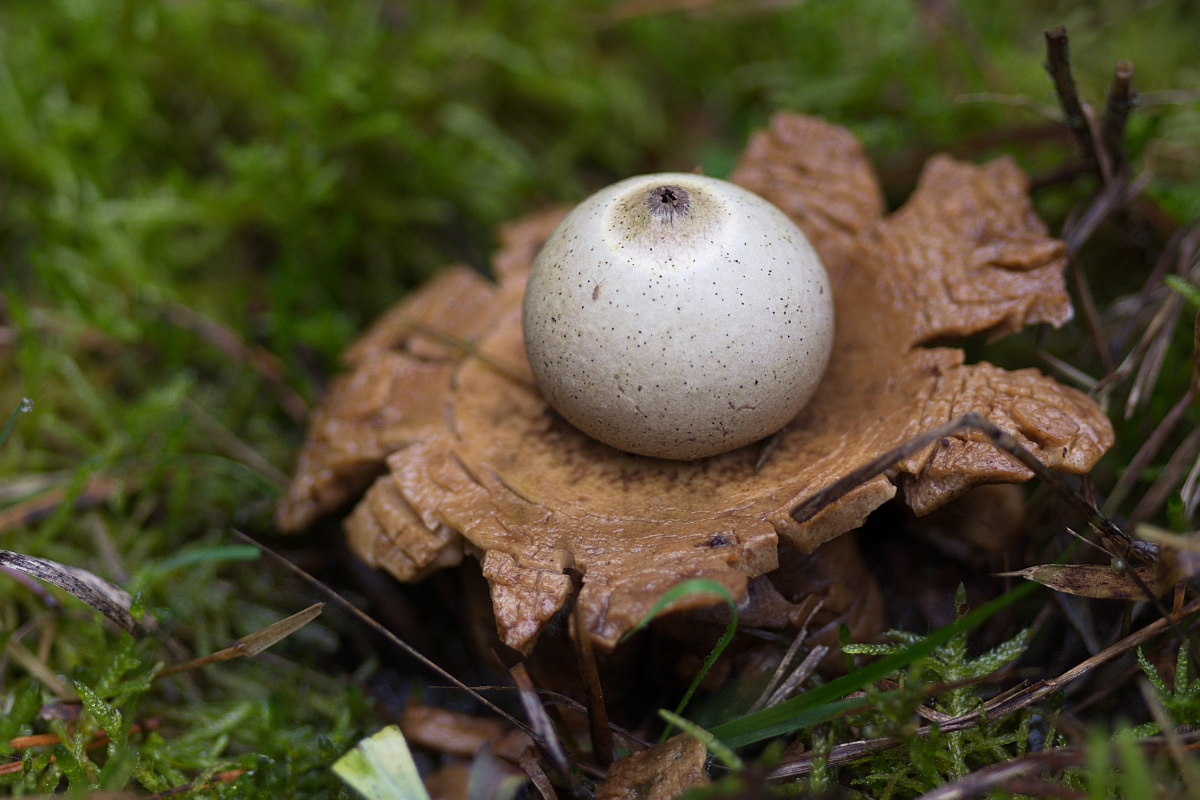 Stracciatellakugel am Waldboden