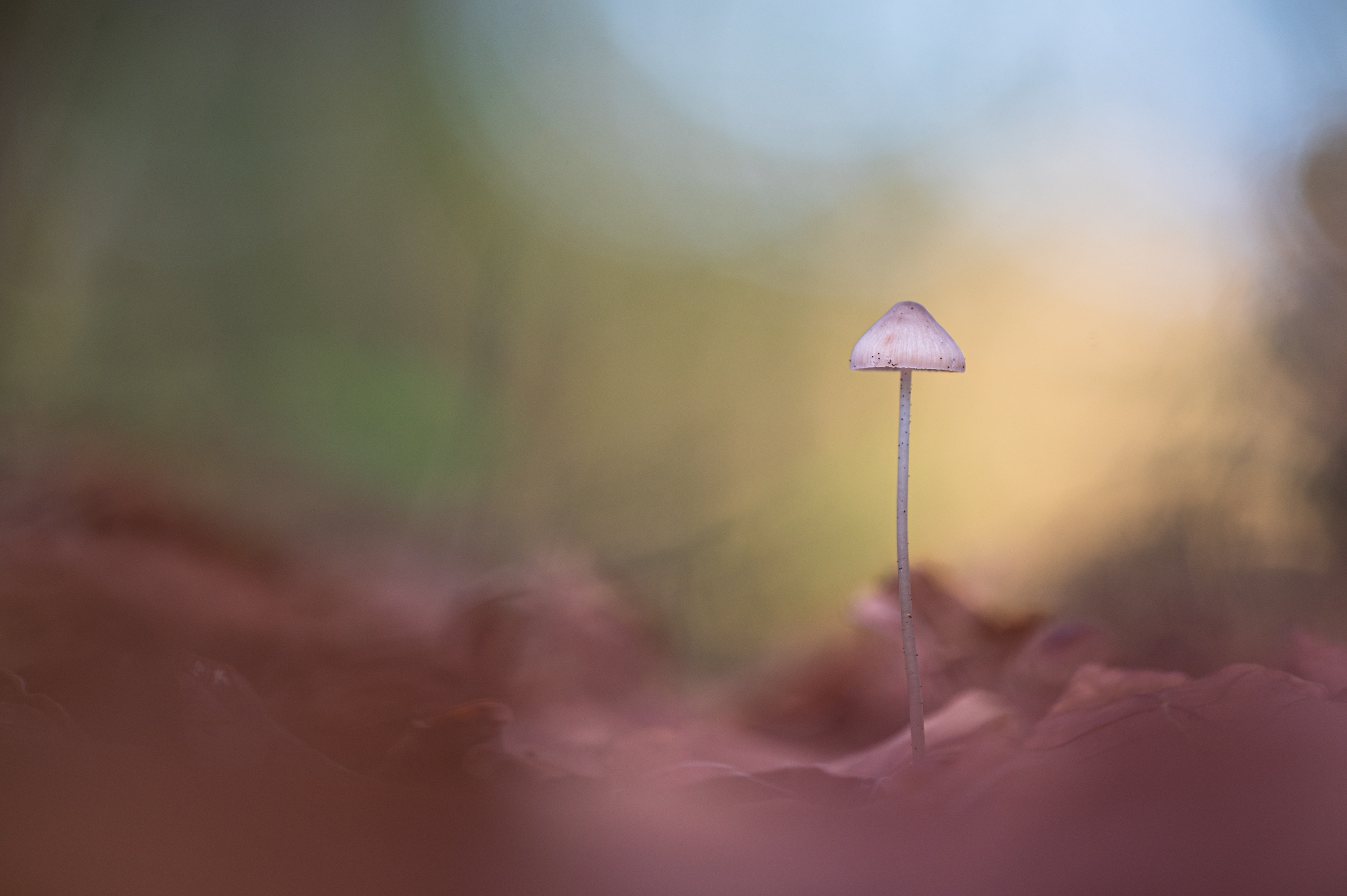 ___im Wald__________