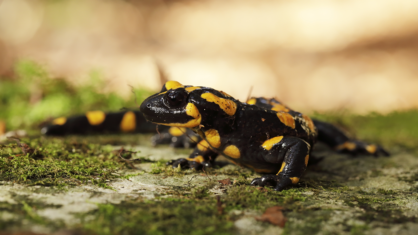 Salamander