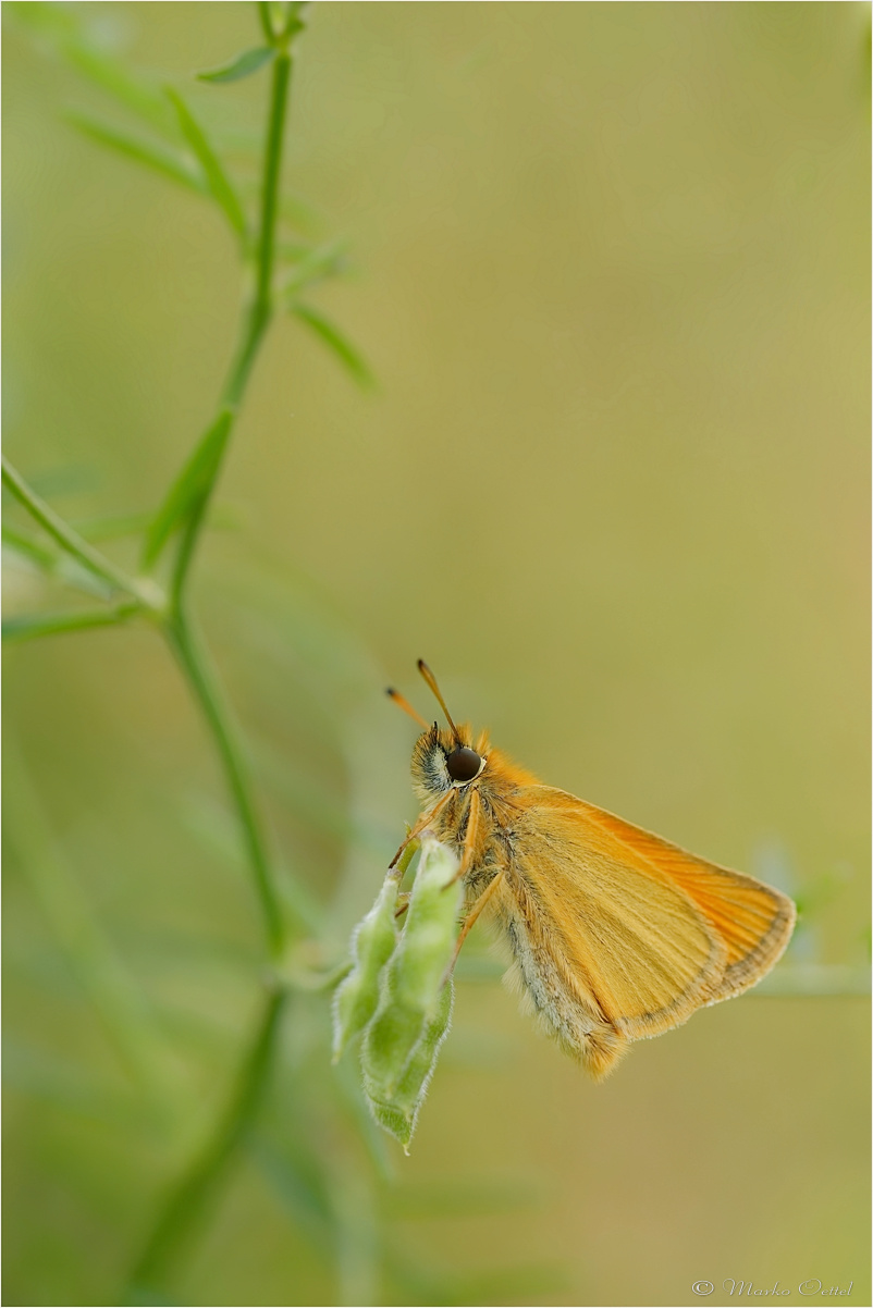 Schwarzkolbige Braun-Dickkopffalter (Thymelicus lineola)