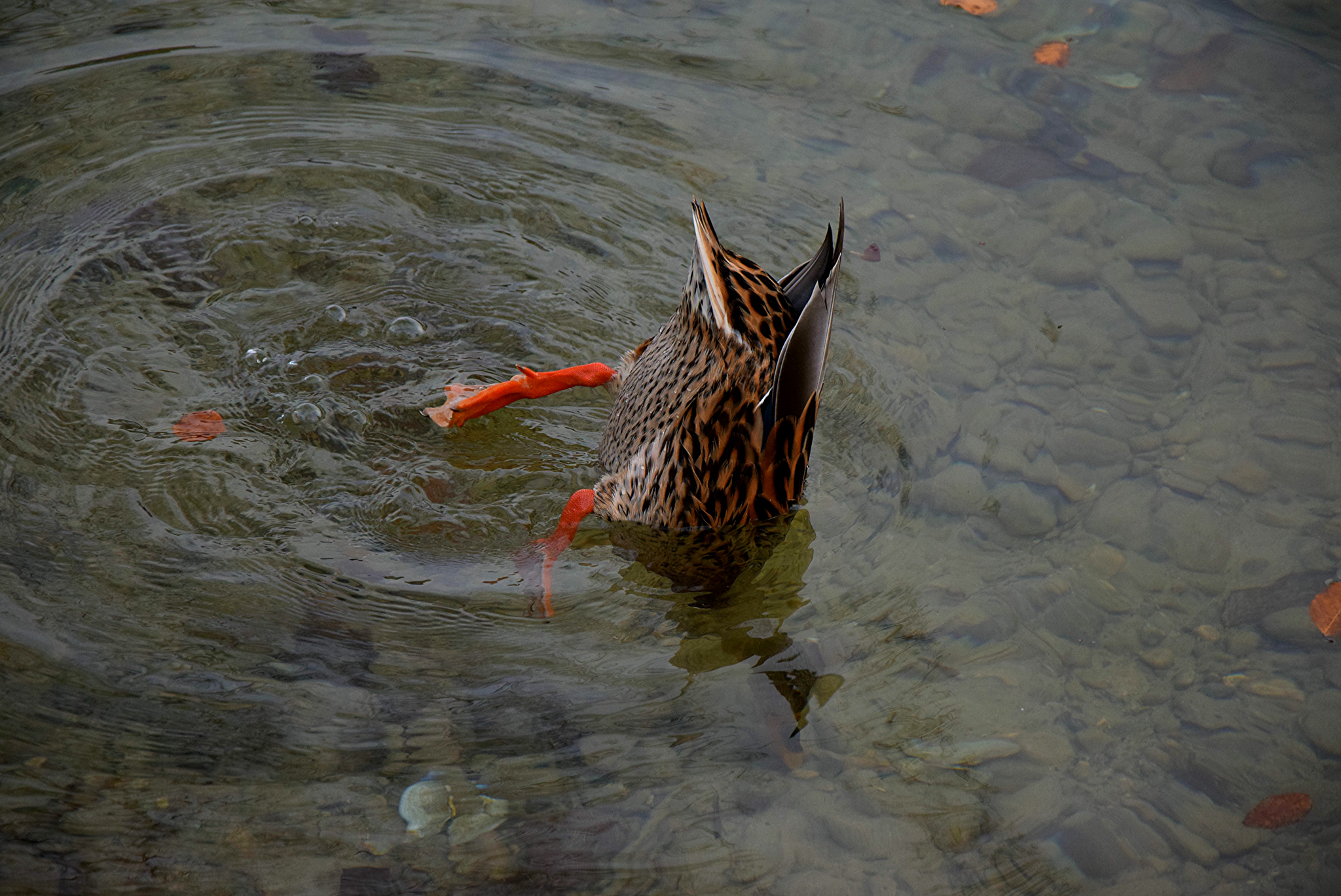 Köpfchen in das Wasser .....