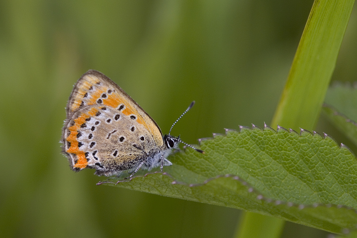 Blauschillernder Feuerfalter