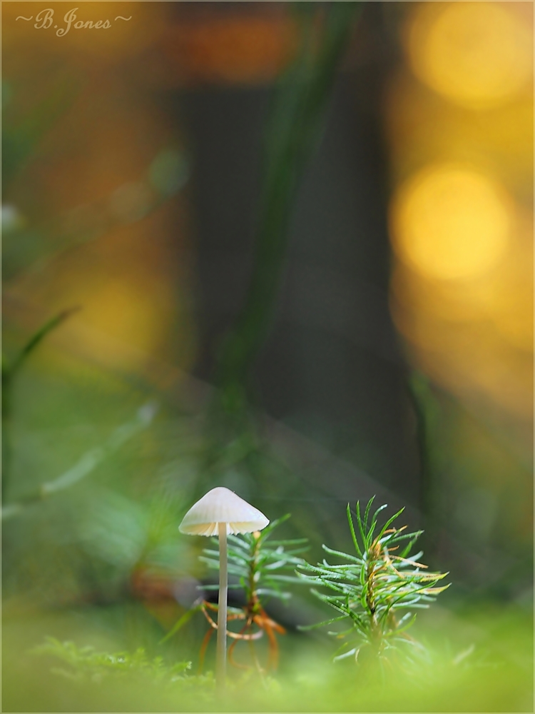 im Wald gibt es Pilze