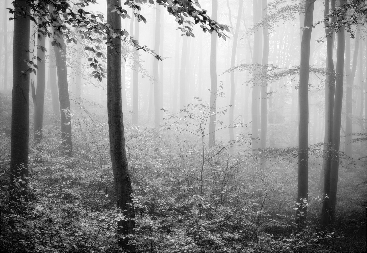 wals (Forum für Naturfotografen)