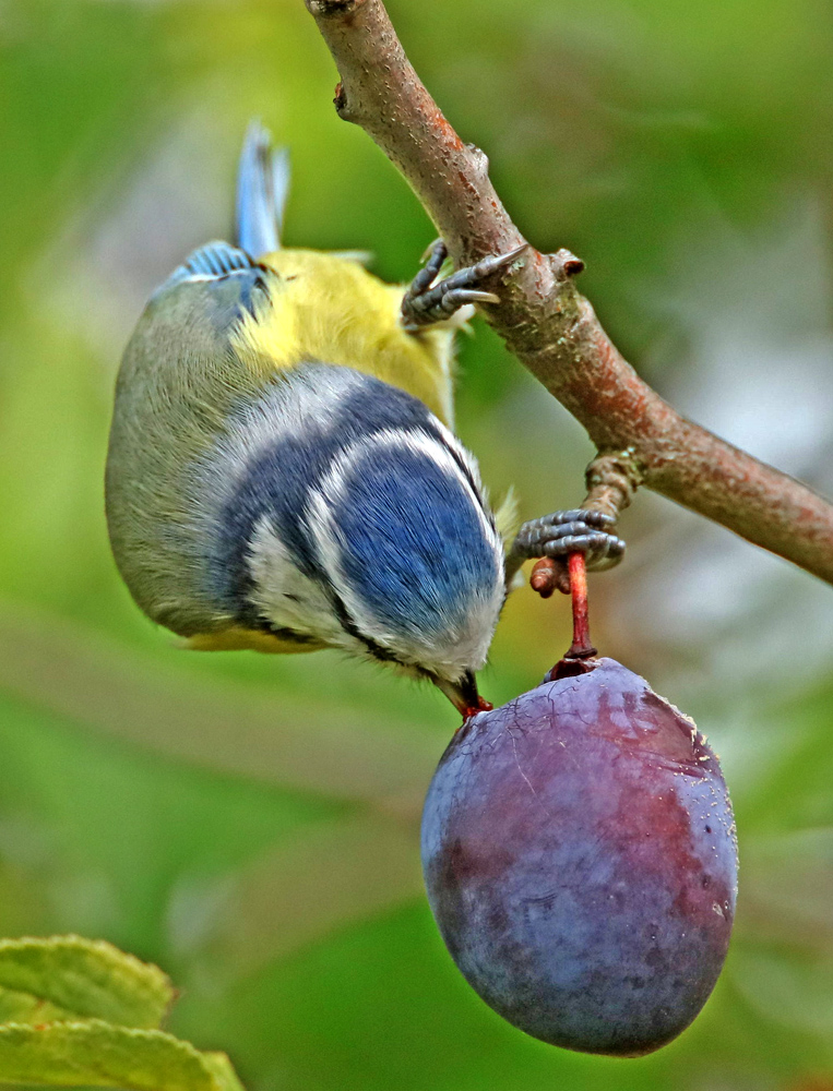 Blaumeise wie "groß"...