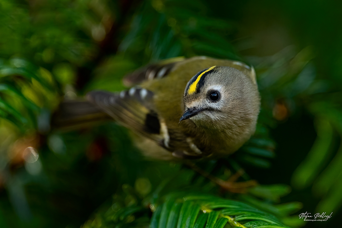 Das Wintergoldhähnchen...