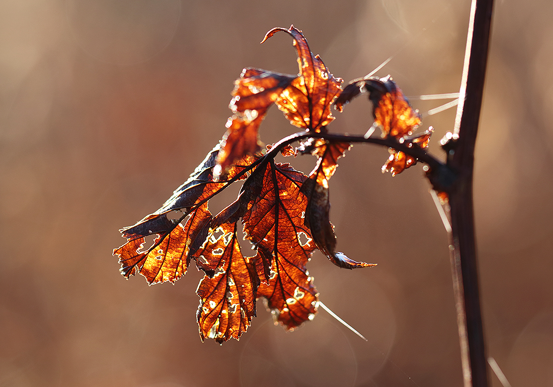 Herbst-Installation