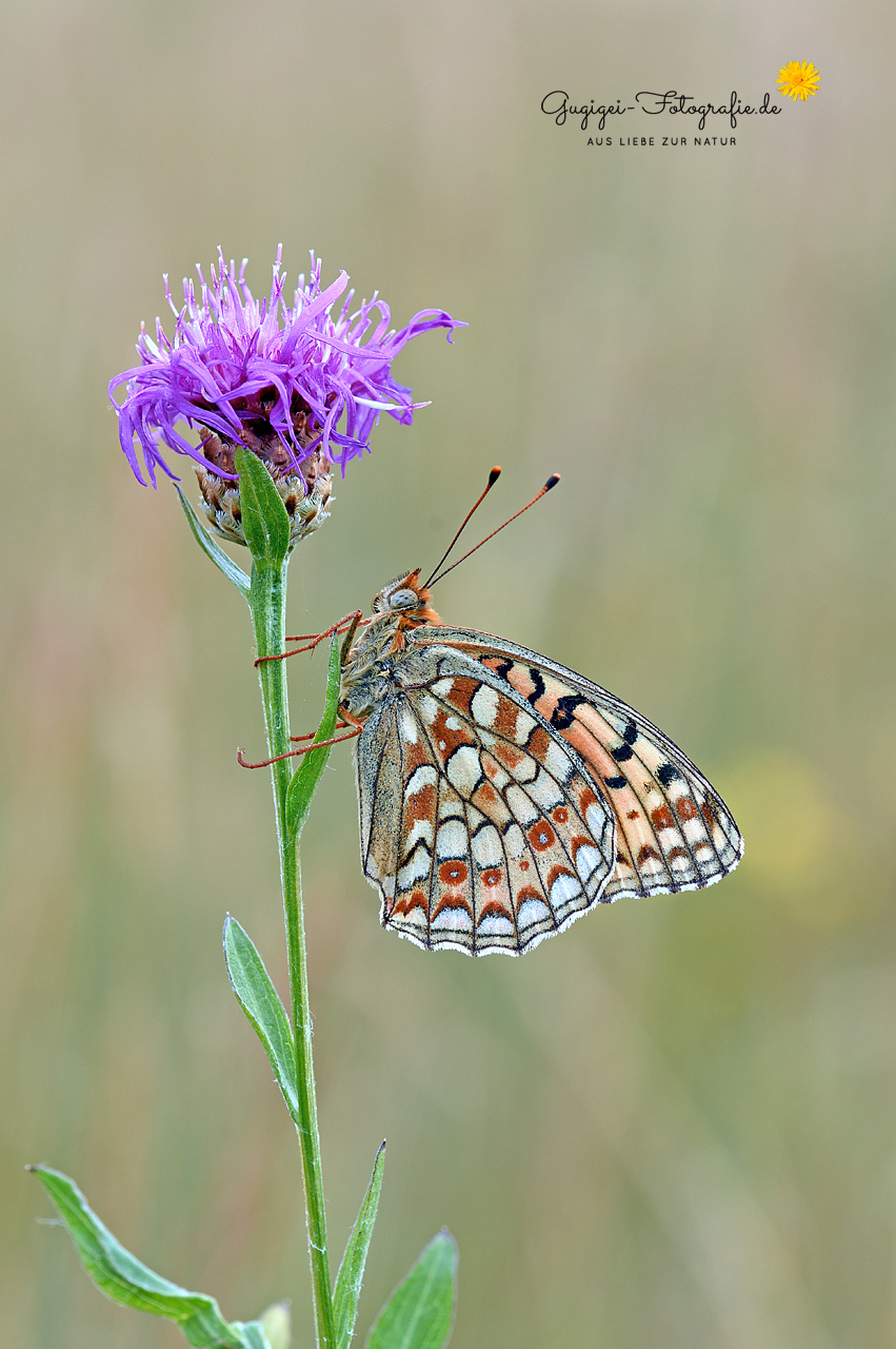 Mittlerer Perlmuttfalter (Fabriciana niobe)