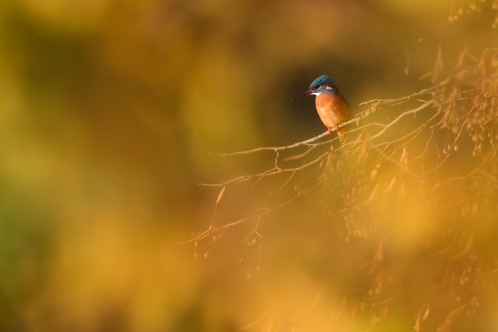 ~ Herbstfarben ~